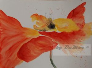 Mohn 1