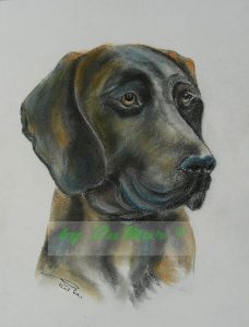 10_Labrador Apollo